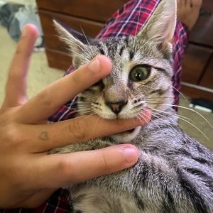 Meet your Posher, Frankie